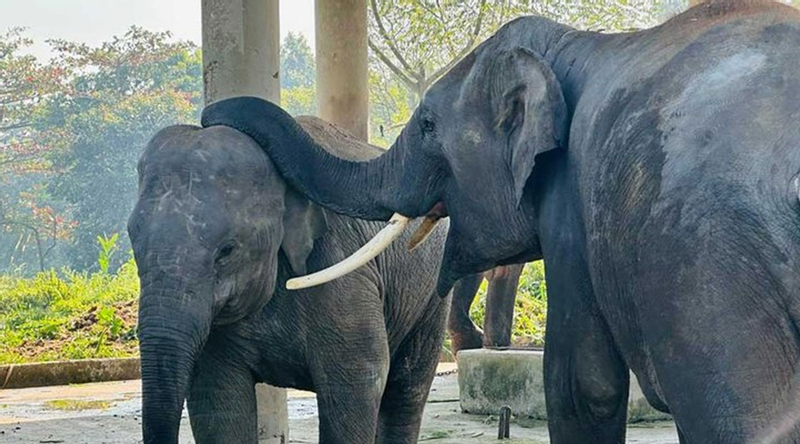 গাজীপুরে হাতিশালায় থাকা হাতির আঘাতে গুরুতর আহত রাজু বাহাদুরসহ দুটি হাতির মৃত্যু
