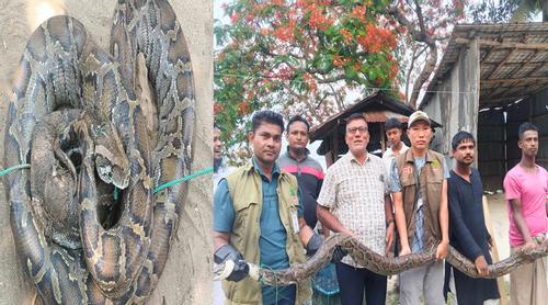মিয়ানমারের অজগরটি টেকনাফ জঙ্গলে অবমুক্ত