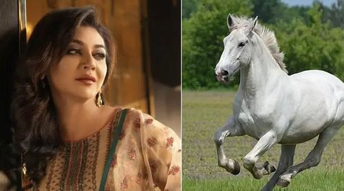 ঘোড়ার মাংস খাওয়া নিয়ে হাইকোর্টের রুল, গাইডলাইন তৈরির নির্দেশ