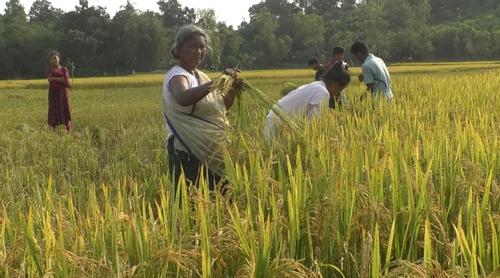 হাতি থেকে বাঁচাতে কাঁচা ধান কাটছেন কৃষক