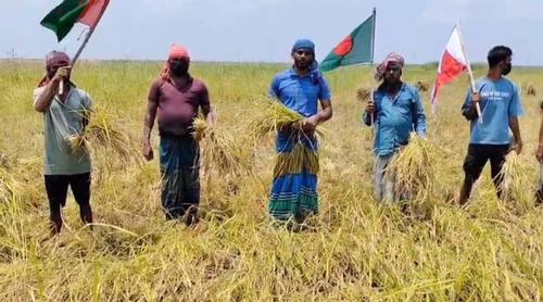 জাজিরায় ‘জয় বাংলা’ স্লোগানে কৃষকের ধান কাটলেন নিষিদ্ধ ছাত্রলীগের নেতাকর্মীরা