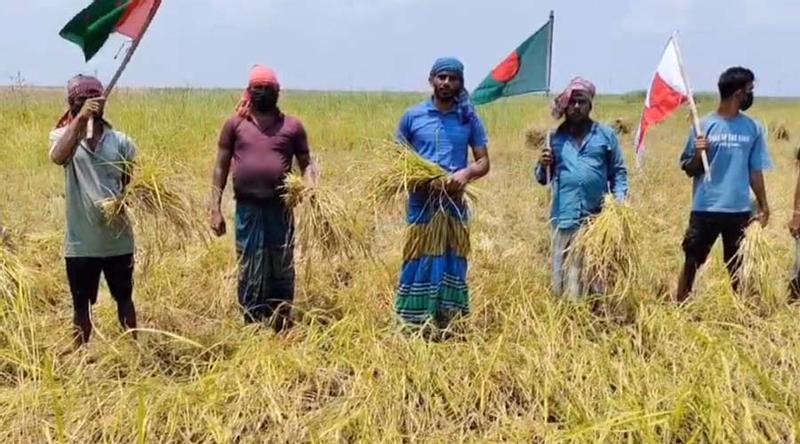 জাজিরায় ‘জয় বাংলা’ স্লোগানে কৃষকের ধান কাটলেন নিষিদ্ধ ছাত্রলীগের নেতাকর্মীরা