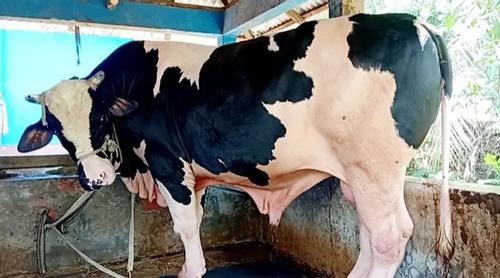 কোরবানি উপলক্ষ্যে নড়াইলে দেখা মিলল ‘বাহুবালীর’