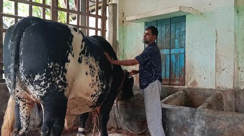 বিশালদেহী ‘যুবরাজ’কে বের করতে ভাঙতে হবে দেয়াল