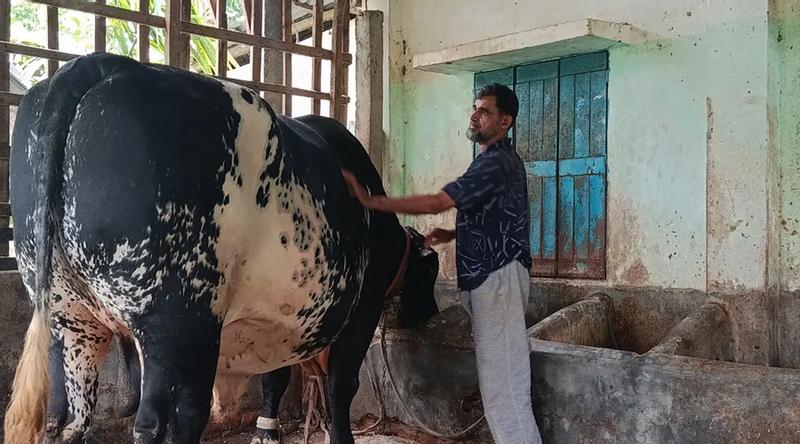 বিশালদেহী ‘যুবরাজ’কে বের করতে ভাঙতে হবে দেয়াল