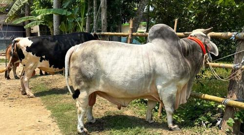 কুরবানির হাট কাঁপাবে যশোরের ‘বিসিএস ক্যাডার’