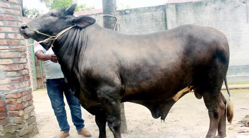 দিনাজপুরের চমক ‘সম্রাট’, দাম ১২ লাখ