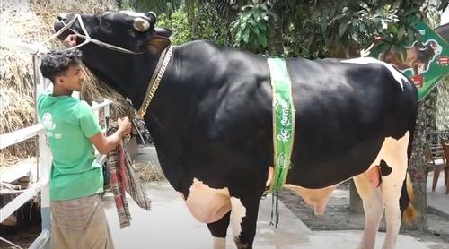 আলোচনায় ১ হাজার ১০০ কেজি ওজনের গরু ‘রিকিশি’