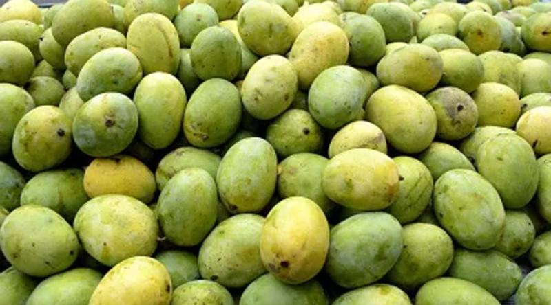 জেনে নিন হিমসাগর-গোপালভোগ আম চেনার উপায়