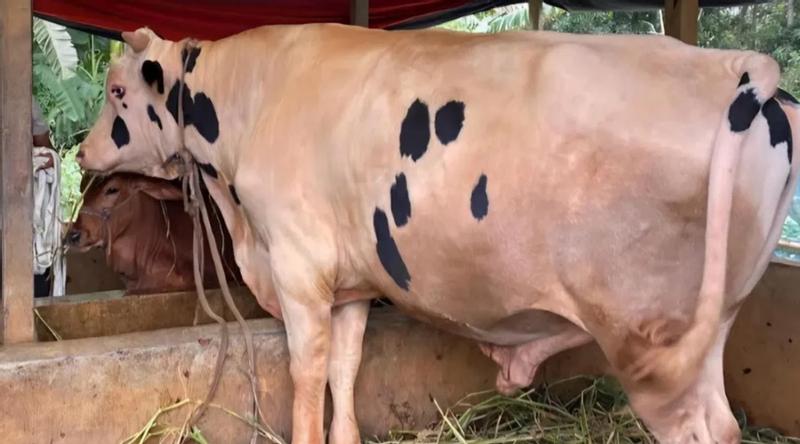 এবার আকর্ষণের কেন্দ্রবিন্দুতে ‘নোয়াখালীর বস’