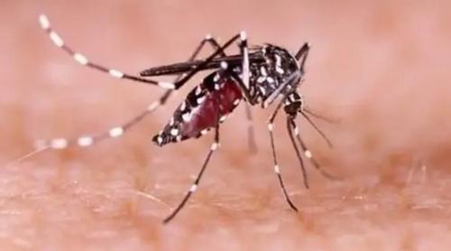 ২৪ ঘণ্টায় ডেঙ্গুতে আরও ৬ জনের মৃত্যু, হাসপাতালে ভর্তি ১৬০৮