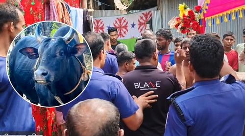 চোরাই গরু দিয়ে বৌভাতের আয়োজন, গ্রেপ্তার বরের বাবা