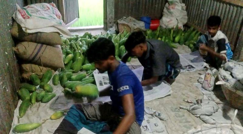 তিন ঘণ্টার ‘ট্রাক জার্নিতেই’ কাঁচা পেঁপে পেকে হলুদ!