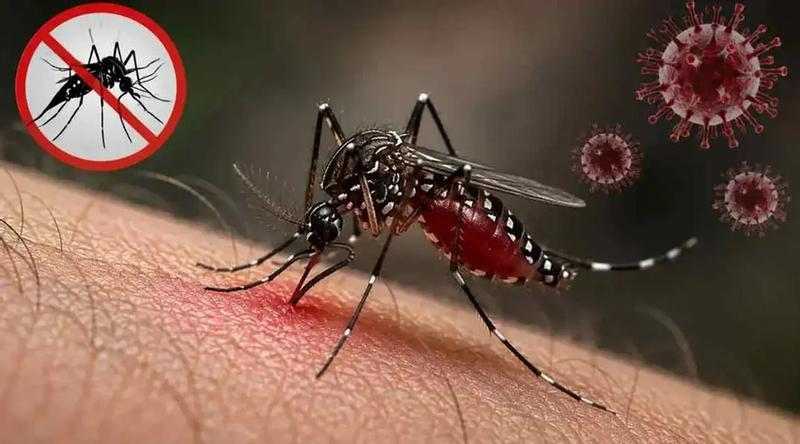 ডেঙ্গুতে মৃত্যু ৩০০ ছাড়াল, আক্রান্ত লাখ ছুঁইছুঁই