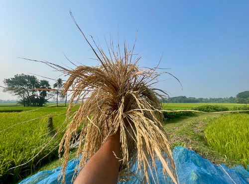 সকালের আলোয় কাঁচাপাকা ধান