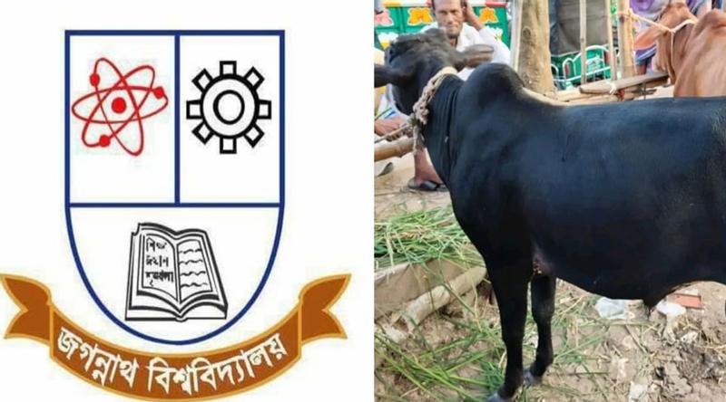জবিতে শনিবারেও গরুভোজ, থাকছে কাওয়ালি সন্ধ্যা