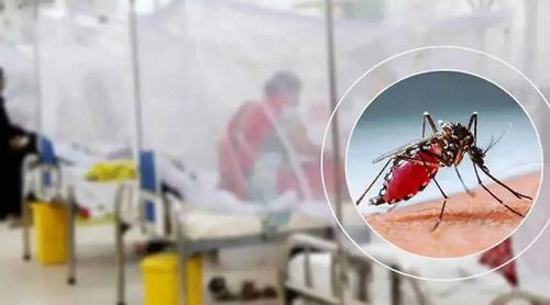 ডেঙ্গুতে একদিনে ৬ জনের মৃত্যু, হাসপাতালে ভর্তি ১৯৪৮